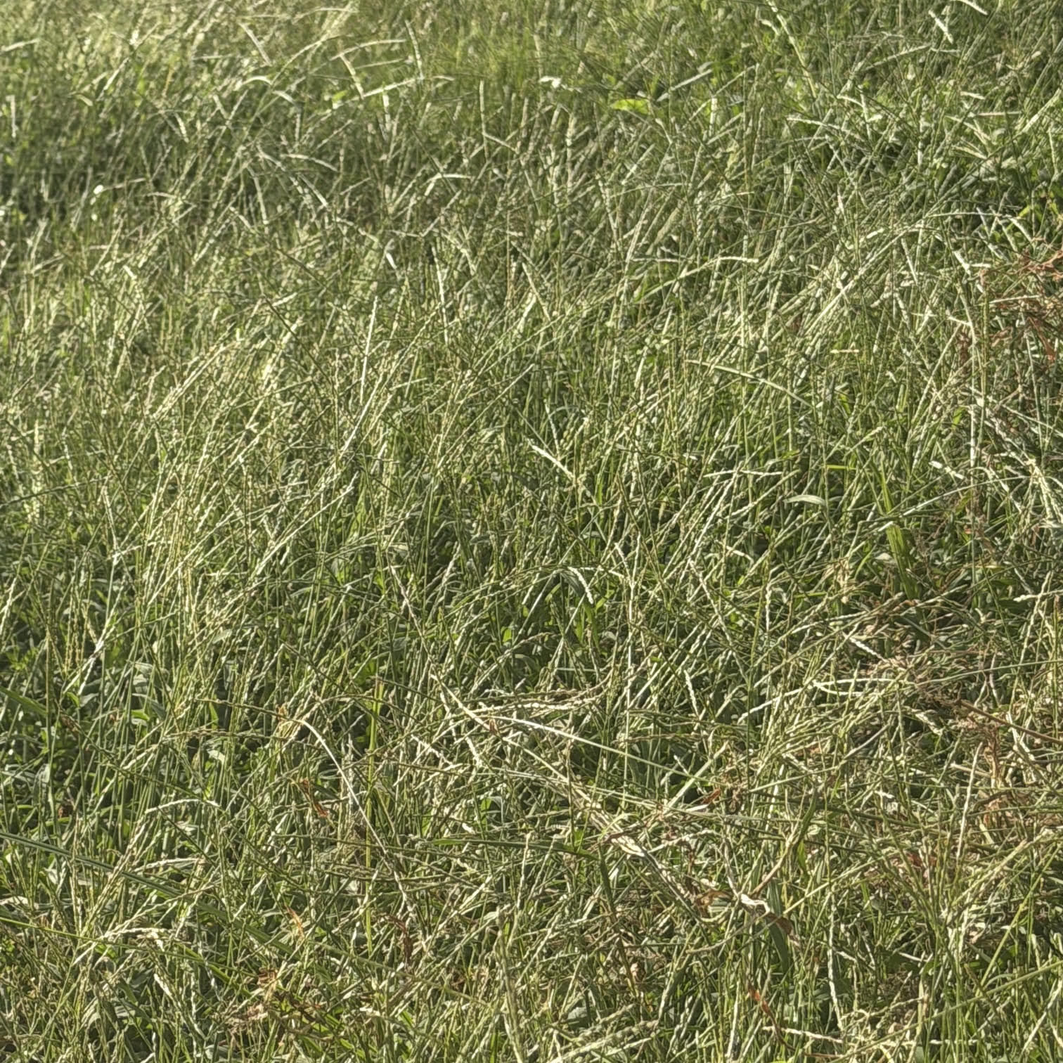 Blades of Grass